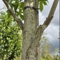 Liquidambar styraciflua 'Palo Alto' - Foto 2