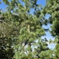 Pinus wallichiana - 7