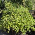 Fargesia murieliae 'Moontears' - Foto 1