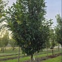 Prunus laur. Caucasica - 2