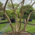 Heptacodium miconioides - Foto 4