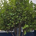 Camellia japonica - 1