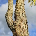 Gymnocladus dioica - 6