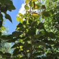 Davidia involucrata - Foto 3
