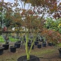 Acer palmatum Masu-kagami - 2