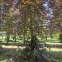 Fagus sylvatica 'Atropunicea' - 4