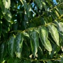 Diospyros lotus - 1