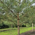 Pinus sylvestris - 9