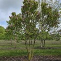 Magnolia 'Susan' - 1