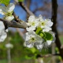 Prunus domestica 'Bleue de Belgique' - 5