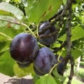 Prunus domestica 'Bleue de Belgique' - 4