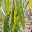 Salix x sepulcralis 'Chrysocoma' - herfst blad