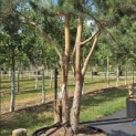 Pinus sylvestris - 2