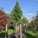 Thuja plicata 'Gelderland - 1
