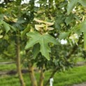 Acer campestre - 7