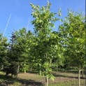Juglans regia - 3
