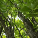 Fagus Dawyck Gold - 4
