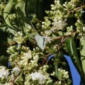 Heptacodium miconioides - Foto 7