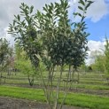 Prunus laurocerasus 'Caucasica' - Foto 6