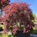 Acer palmatum 'Inaba Shidare' - 4