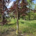 Fagus sylvatica 'Atropunicea' - 2