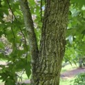 Liquidambar styraciflua - 2