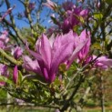 Magnolia 'Susan' - 2