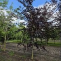 Fagus sylvatica 'Riversii' - 2