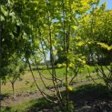 Corylus Avellana 'Aurea' - MEI 2026