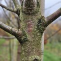 Prunus avium 'Regina' - 1