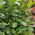 Prunus laurocerasus 'Bonaparte' - Foto 1