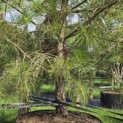 Pinus nigra 'Nigra' - 5