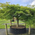 Acer palmatum 'Dissectum' - 4