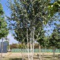 Betula utilis 'Doorenbos' - 3