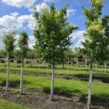 Syringa pekinensis 'China Snow' - Foto 1