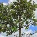 Quercus ilex - Foto 3