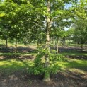 Fagus sylvatica - juni 2026
