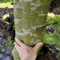 Fagus sylvatica 'Atropunicea' - Foto 2