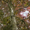 Fagus sylvatica 'Atropunicea' - 4