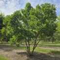 Magnolia Susan - 1