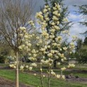 Magnolia 'Yellow River' - 4