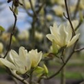 Magnolia 'Yellow River' - 3