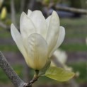 Magnolia 'Yellow River' - 1