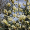 Magnolia 'Yellow River' - 2