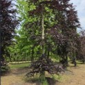 Fagus sylvatica 'Atropunicea' - juni 2026