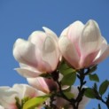 Magnolia 'Soulangeana' - 3