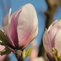 Magnolia 'Soulangeana' - 4