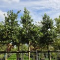 Ilex Nellie Stevens - Foto 2