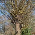 Salix Alba - 2