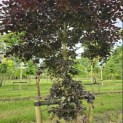 Fagus sylvatica 'Atropunicea' - 1